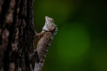 A lizard with spiky scales clings to the rough bark of a tree. The lizard's head is tilted upwards, and its eye is sharply focused.