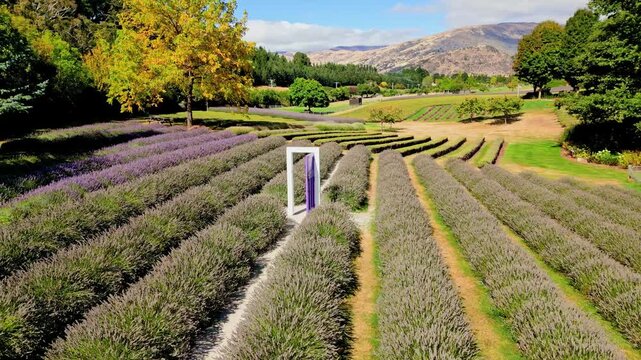 Lavender fields in wanaka captured from above