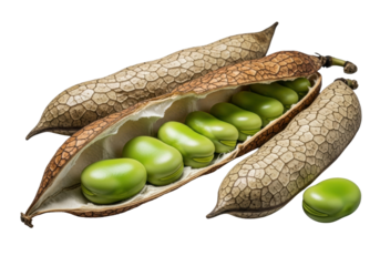 Photorealistic macro of a sun-dried fava bean pod dramatically torn open, vibrant emerald-green beans, isolated on transparent, sharp focus, textural appreciation concept