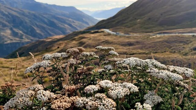 Autumn scenery in wanaka with wildflowers in focus