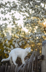 Fototapeta premium A blue-eyed cat walks along an old fence at sunset