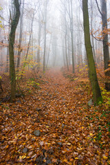 Fototapeta premium november fog at forest