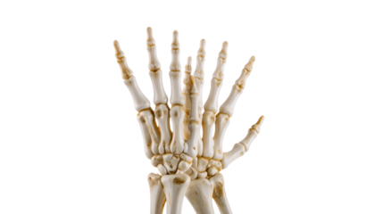Skeletal human hands isolated on transparent background perfect for Halloween spooky decoration mockup design isolated on solid white background