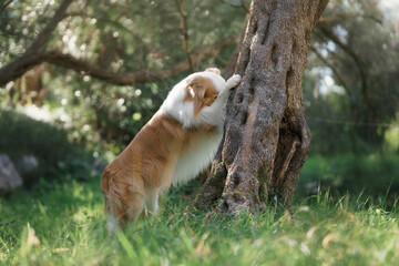 Beautiful red Border Collie dog in a green forest on a sunny day