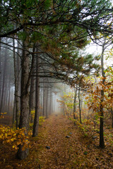 fog at november forest