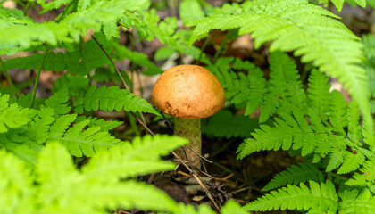 Mushroom hidden amongst lush ferns growing wild in the forest undergrowth