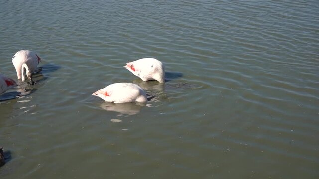 Flamants roses buvant lentement dans l&rsquo;eau vaseuse au Parc du Pont de Gau (ralenti)