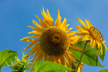 Photo of a Beautiful sunflower with bees in the summer