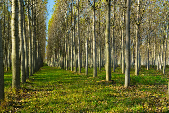 reforestation of poplar trees at autumn sunset