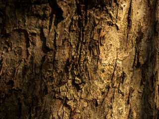 Intricate texture of a tree bark bathed in light