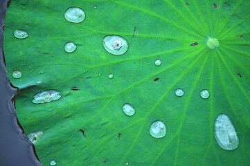 Water drops trapped on a lotus leaf