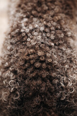 Close-up of brown Lagotto Romagnolo dog fur