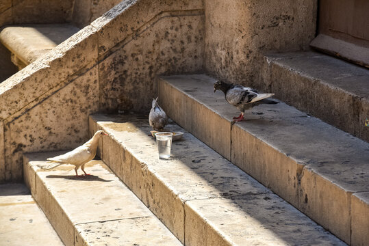 pigeons feeding on bread and drinking water from a cup, perched on old stone steps in sunny Valencia