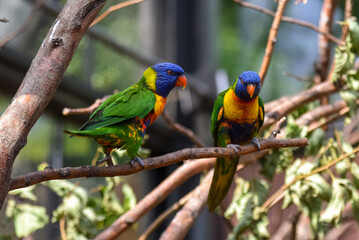 Two Rainbow Lorikeets perched on a branch, displaying their vibrant green, blue, yellow, and orange plumage in natural light