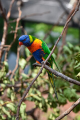 Rainbow Lorikeet perched on a branch, displaying its vibrant green, blue, yellow, and orange plumage in natural light