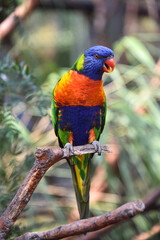Rainbow Lorikeet perched on a branch, displaying its vibrant green, blue, yellow, and orange plumage in natural light