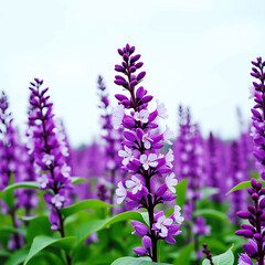 Obraz premium Peaceful Landscape of Purple Blossoms and White Flowers Under Clear Blue Sky with Lush Green Leaves 