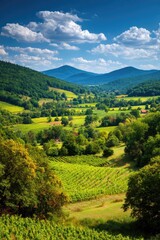 Fototapeta premium Serene Green Valley With Rolling Hills And Vineyards