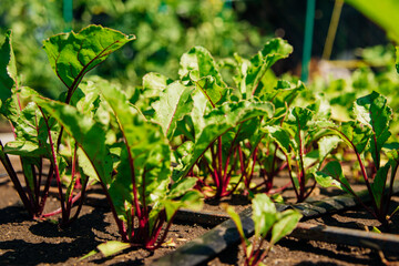 Green beet leaves with red stems. Beets in the garden. Young beets in the spring.