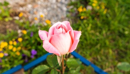 Close-up of a delicate pink rosebud