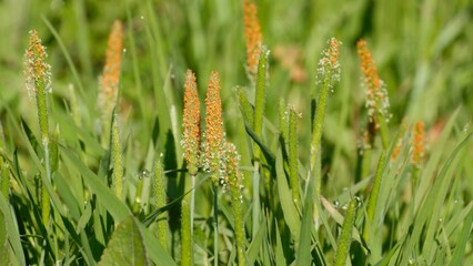 foxtail equal, plant in spring on meadow.