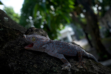 Close up of a Tokay gecko, Gekko gecko shedding skin process on a tree trunk