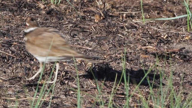 Killdeer, a large Plover, with sound