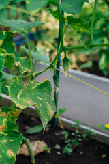 Young cucumbers on a branch in the garden. Cultivation and flowering of greenhouse cucumbers.