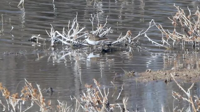 Killdeer, a large Plover, in a pond in winter, with sound