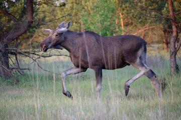 Elk running through forest in spring.