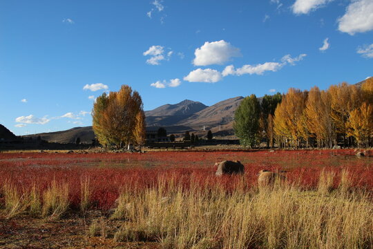 Striking red grass field in stunning autumn.
in Sichuan