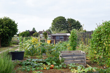Variety of vegetables growing outdoors at an allotment vegetable patch in a community garden
