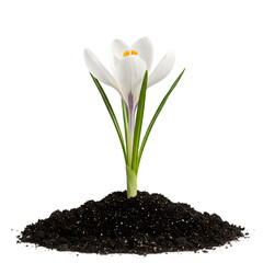 Obraz premium White Crocus Flower Emerging from Soil: Spring Bloom, Botanical Photography, Isolated Plant, Nature's Rebirth on transparent background