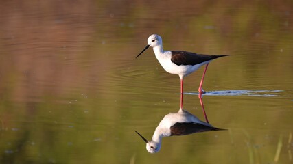 black-winged stilt bird walking on water in spring.