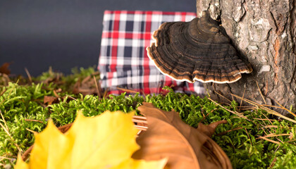 Shelf fungus growing on tree trunk in forest during autumn season
