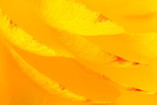 Closeup of vibrant yellow ranunculus petals in spring