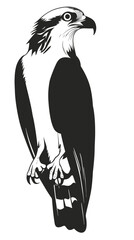 Fototapeta premium Detailed black and white vector illustration of osprey perched bird of prey with sharp beak and claws isolated on white background minimalist flat design