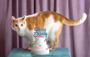 Cat beside birthday cake in front of velvet curtain with humorous vibe