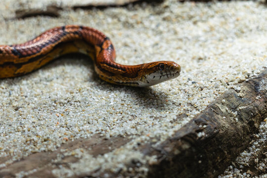 Close-up of a corn snake on sandy ground