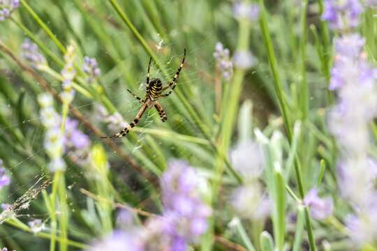 Spider on web in vibrant natural garden setting