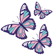 butterfly on a white background