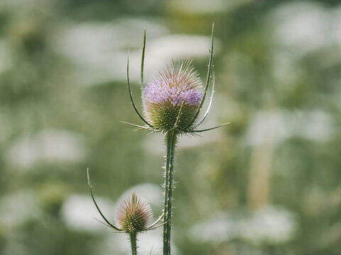 Dipsacus teasel plant with purple flower in natural setting