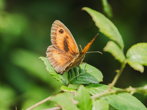 Pyronia tithonus butterfly perched on green foliage
