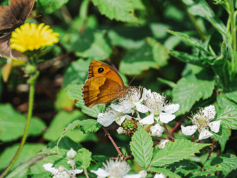 Pyronia tithonus butterfly on white blossoms in garden