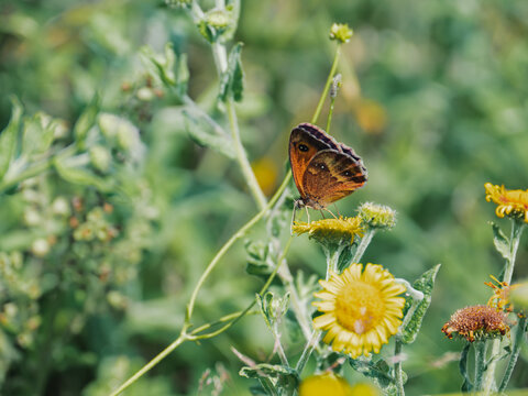 Pyronia tithonus butterfly on a yellow wildflower