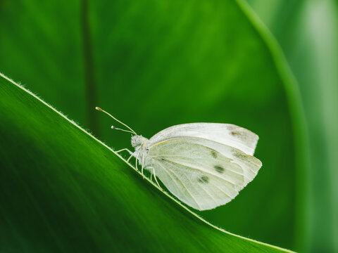 Close-up view of pieris brassicae on a green leaf