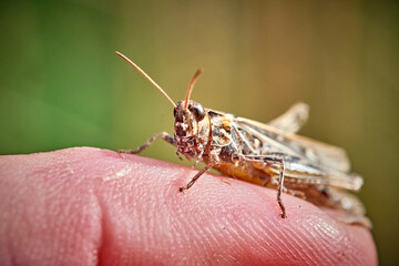 Gefleckte Keulenschrecke ( Myrmeleotettix maculatus ).