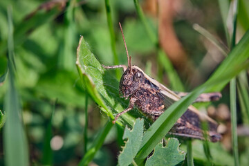 Nachtigall-Grashüpfer ( Chorthippus biguttulus ).