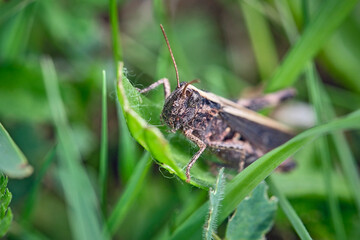 Nachtigall-Grashüpfer ( Chorthippus biguttulus ).