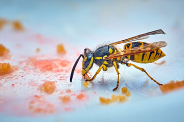 Deutsche Wespe ( Vespula germanica ) auf dem Kuchenteller.